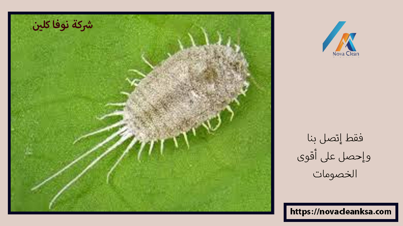 شركة مكافحة البق الدقيقى بمحايل عسير